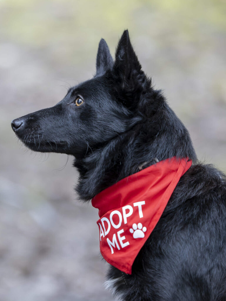 Schwarzer Hund mit "Adopt Me" Bandana