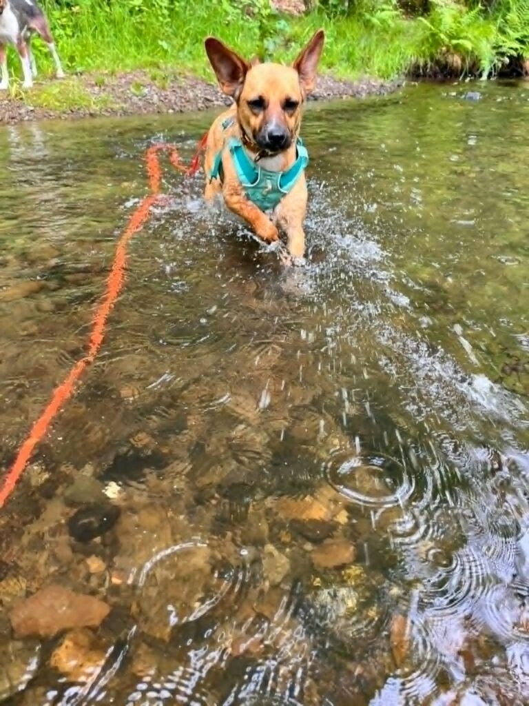 Hund watet im Bach