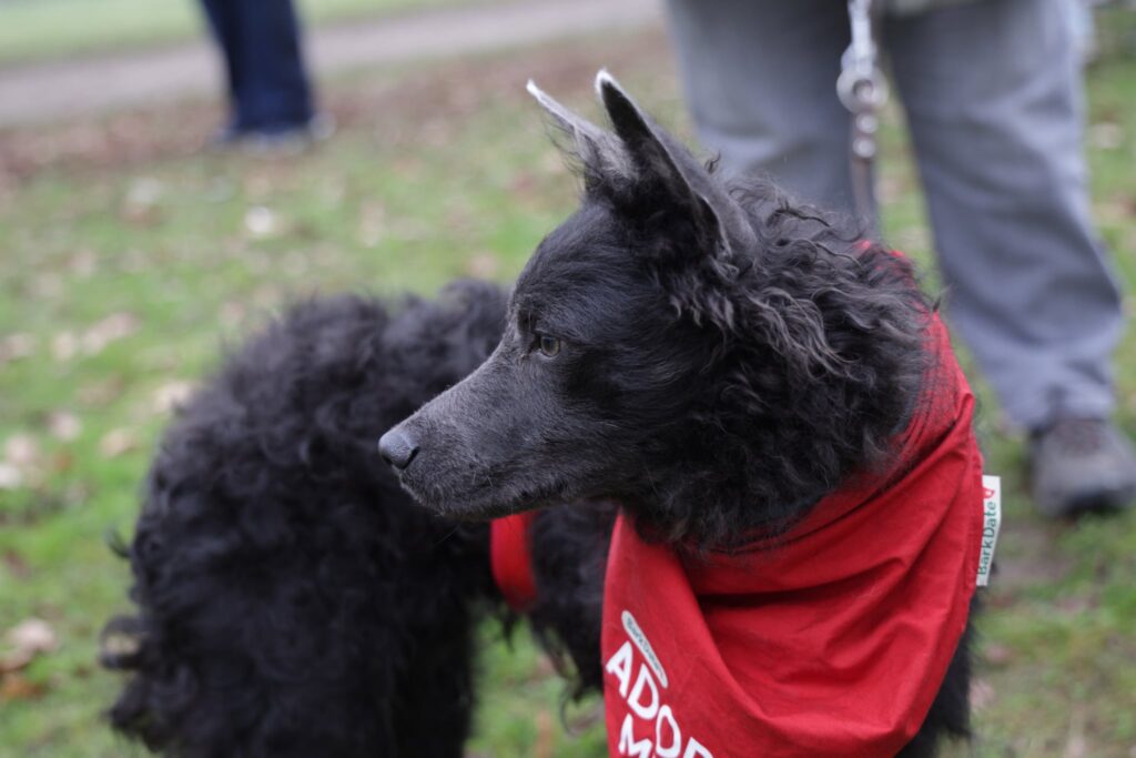 Schwarzer Hund mit rotem Halstuch