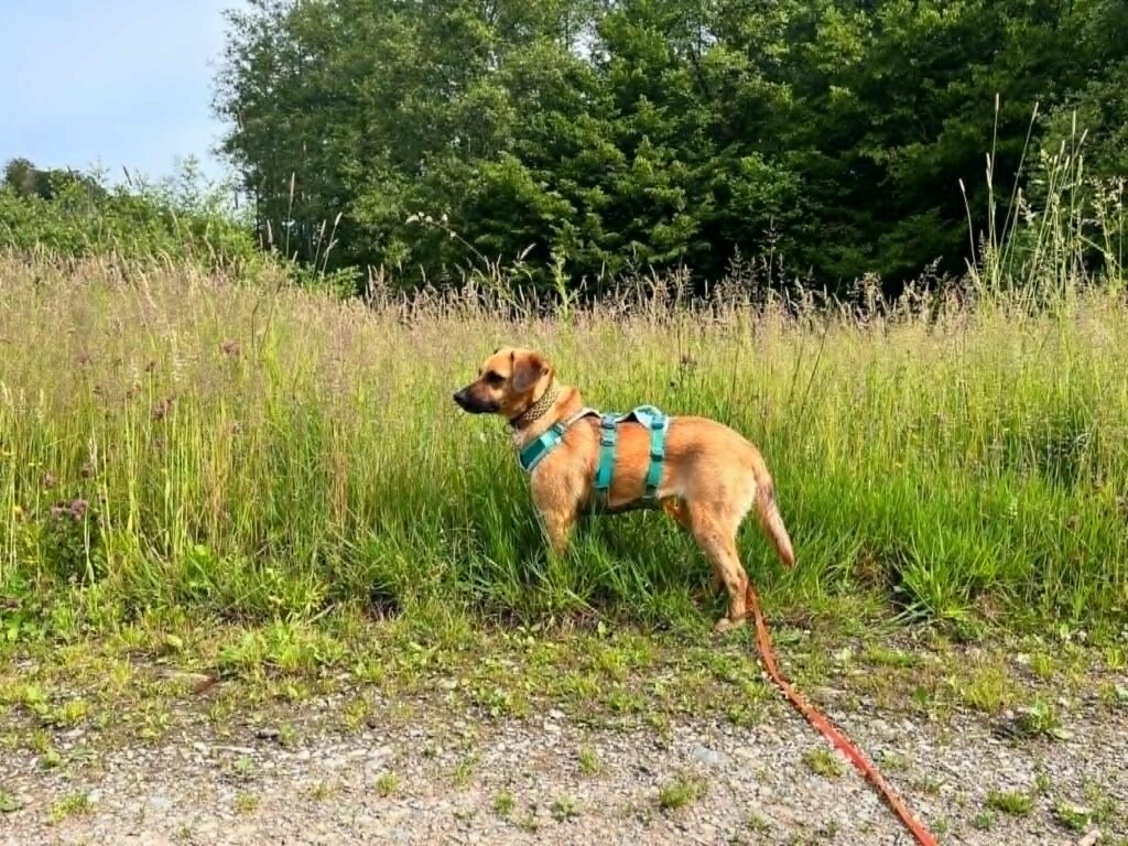 Brauner Hund mit Geschirr im Feld