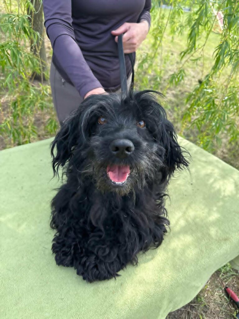 Schwarzer Hund sitzt fröhlich