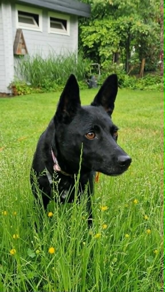 Schwarzer Hund im Gras
