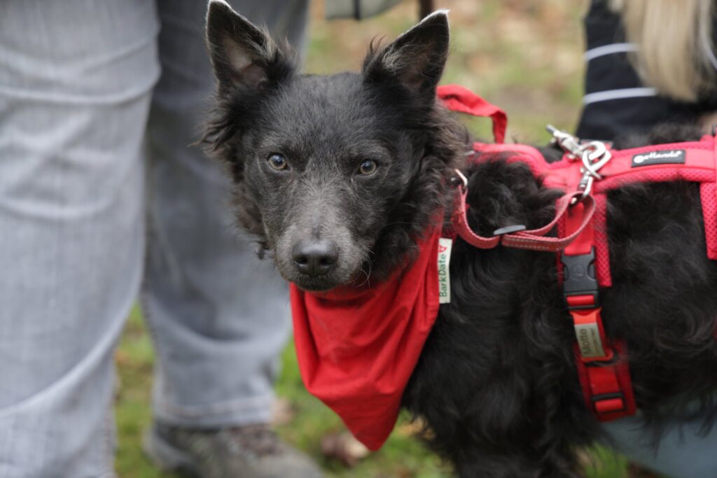 Schwarzer Hund mit rotem Halstuch