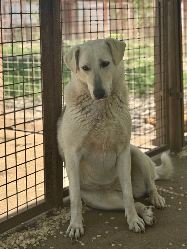 Sitzender weißer Hund im Gehege