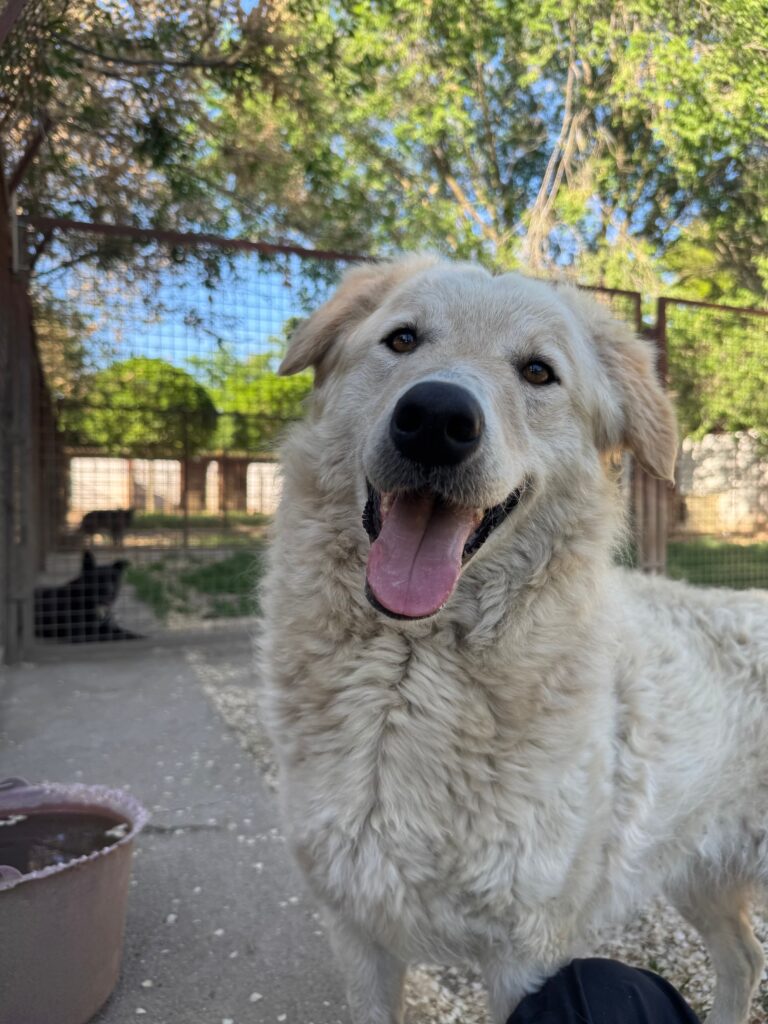 Glücklicher weißer Hund im Freien