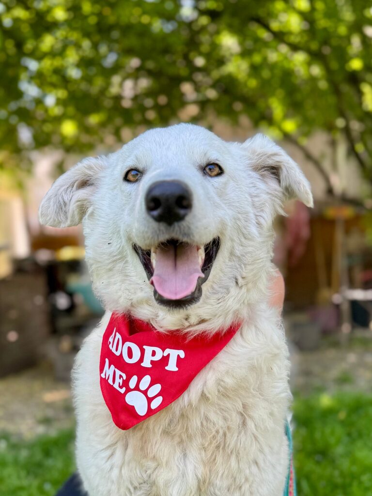 Glücklicher Hund trägt Bandana