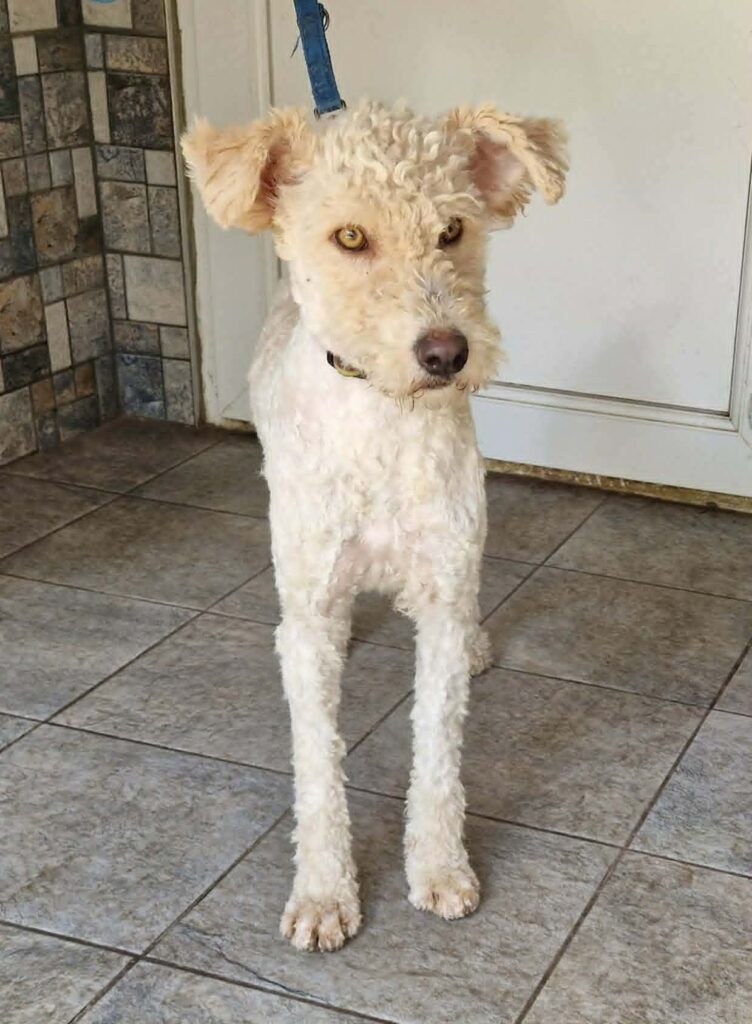 Hund mit gelben Augen