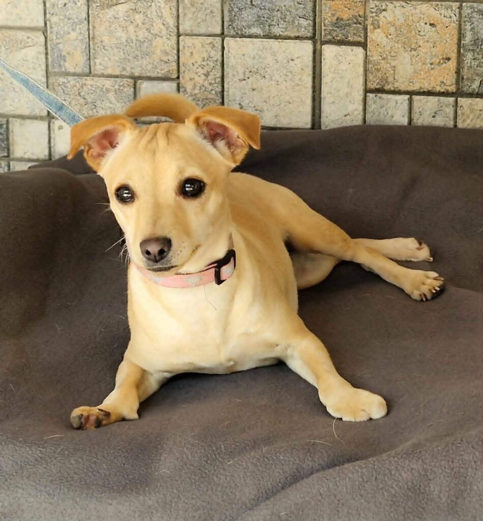 Süßer heller Hund mit Halsband