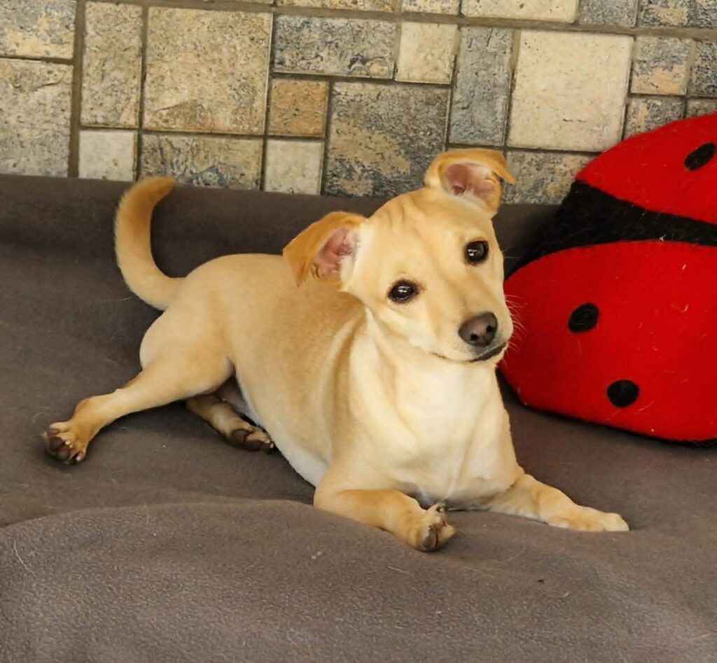 Kleiner Hund mit Marienkäferkissen