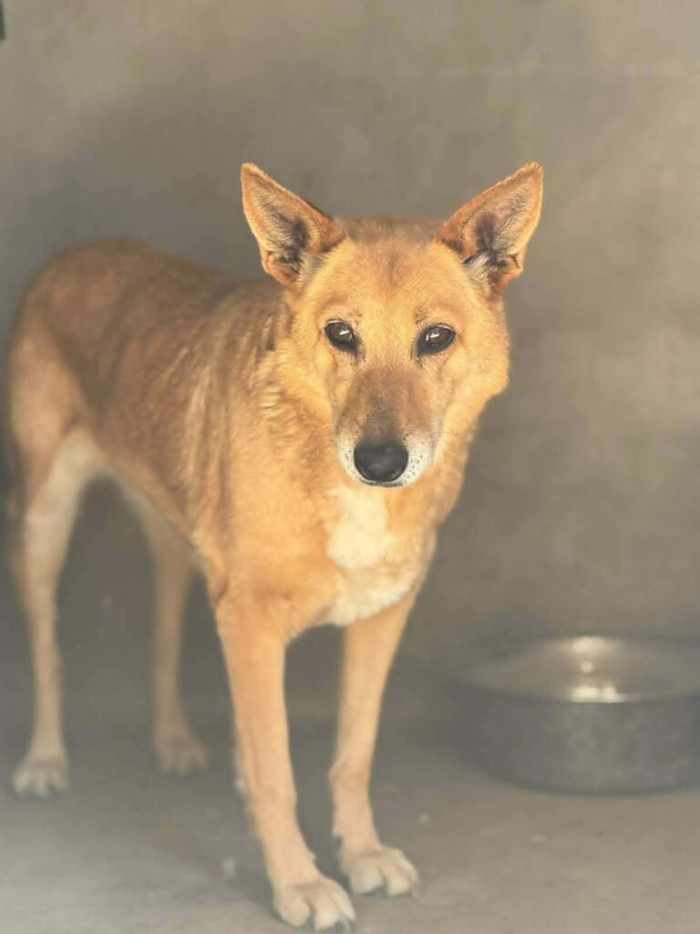 Brauner Hund im Tierheim