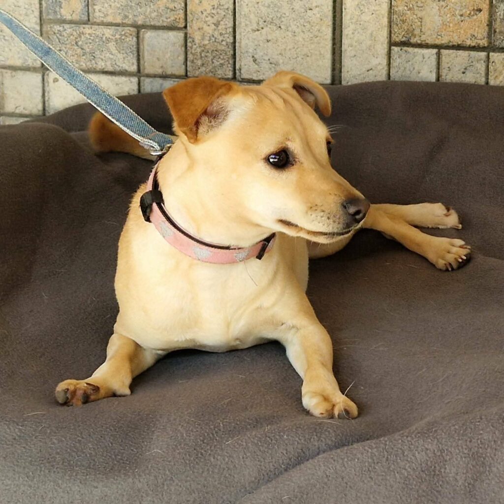 Süßer Hund auf Decke