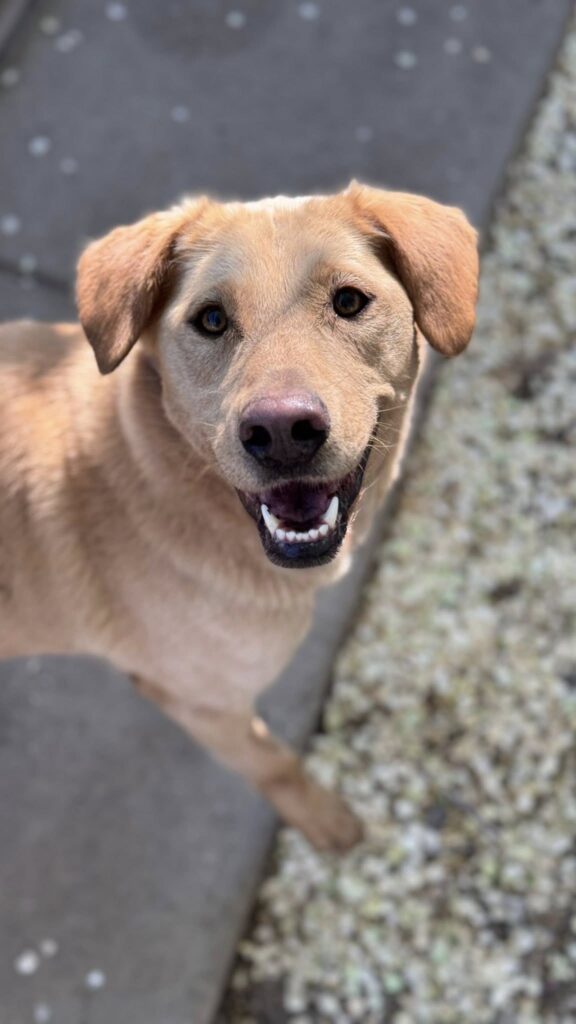 Glücklicher Hund auf der Straße
