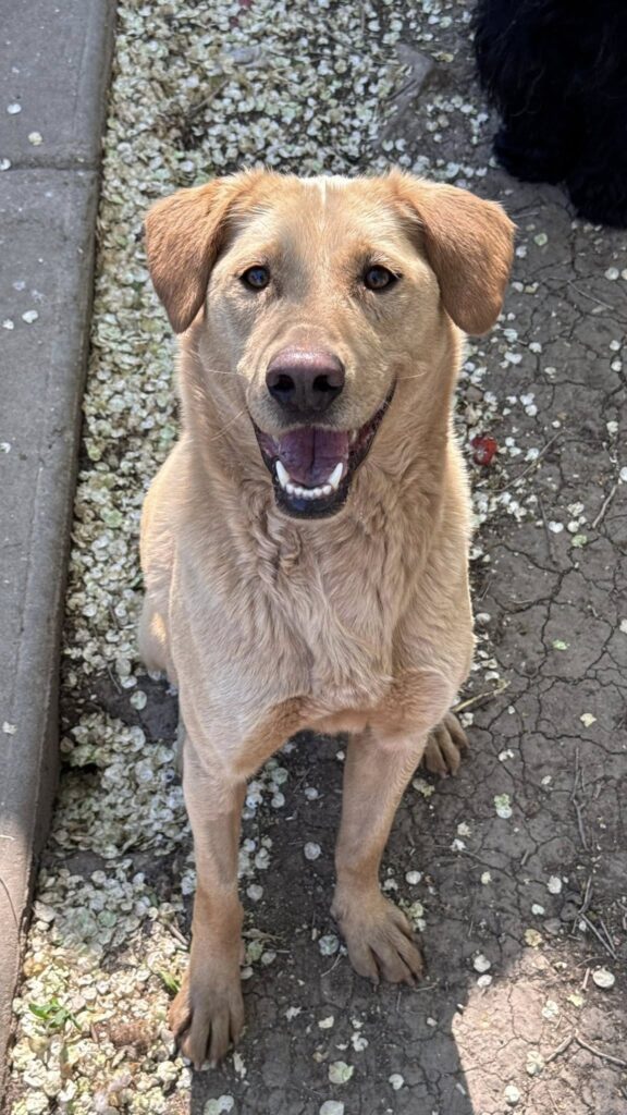Glücklicher Hund sitzt draußen
