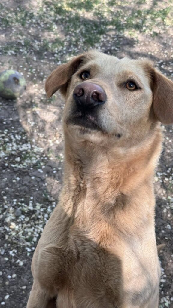Süßer Hund wartet auf Leckerli