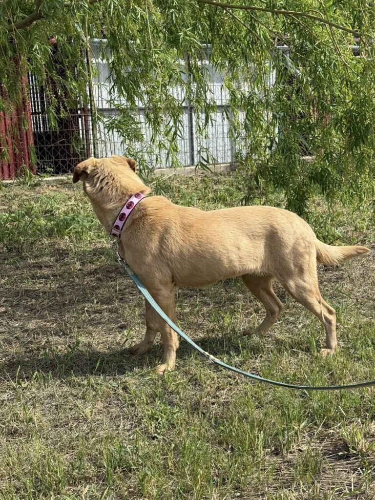 Hund mit Halsband im Freien