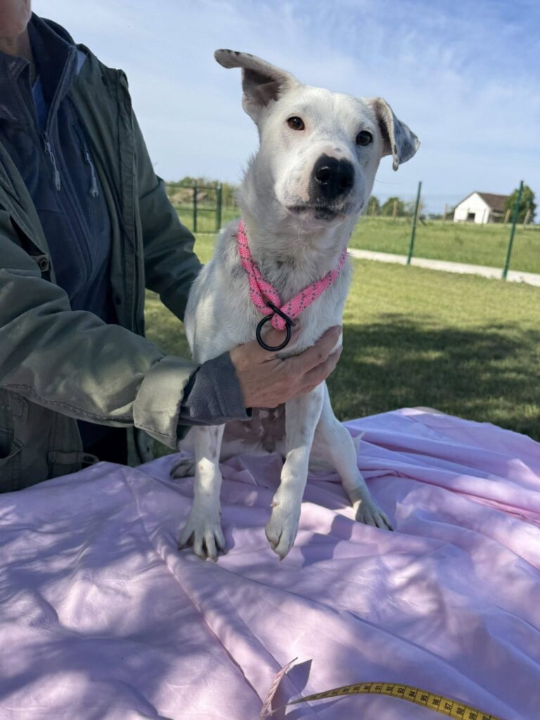 Weißer Hund mit pinkem Halsband