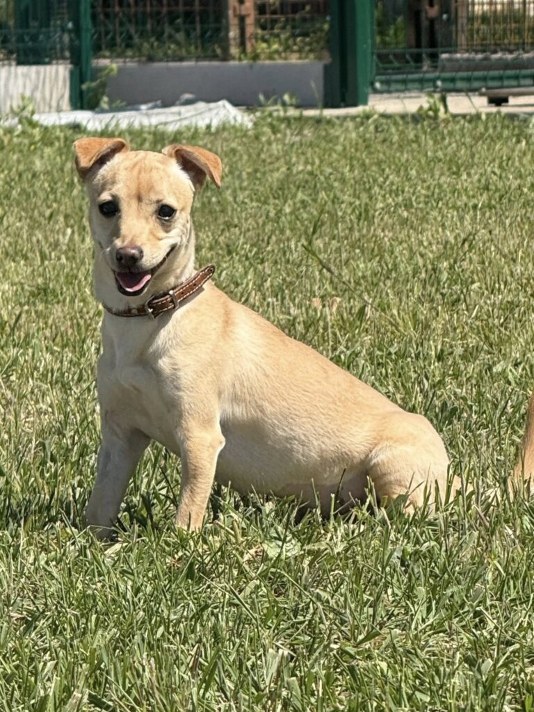 Brauner Hund sitzt im Gras