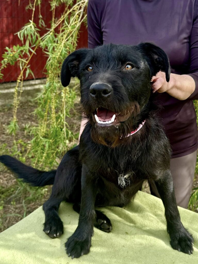 Schwarzer Hund mit offenem Mund