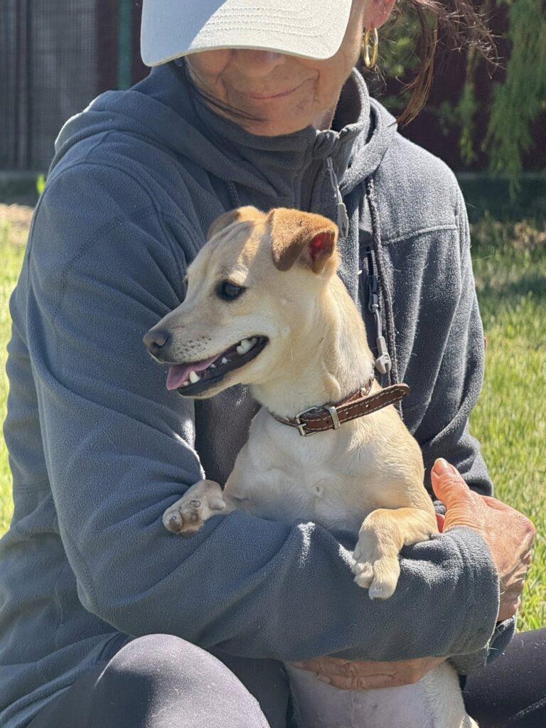 Hund mit Person auf Arm