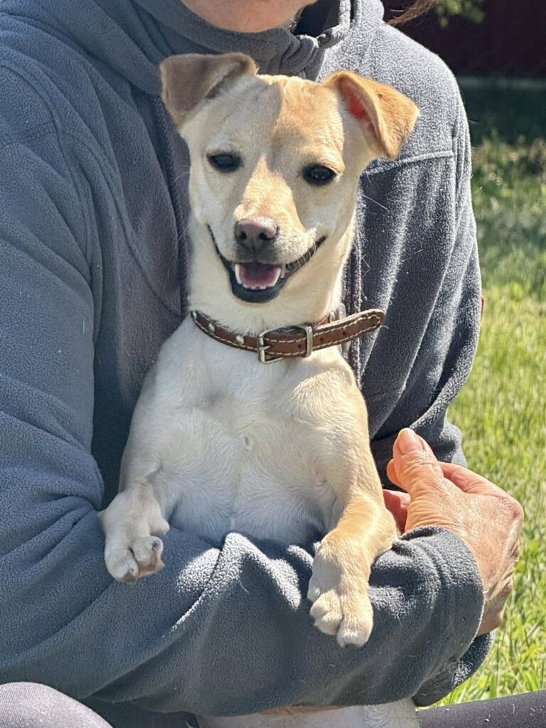 Süßer Hund im Arm