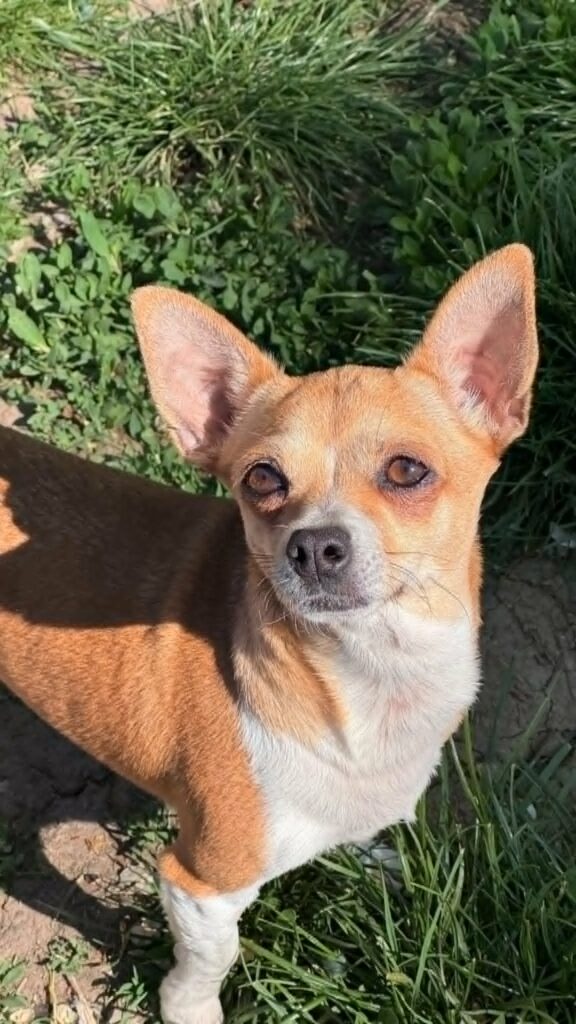 Süßer Chihuahua im Gras