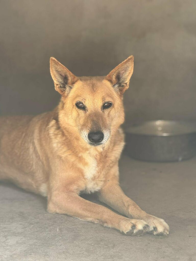 Brauner Hund liegt wartend da