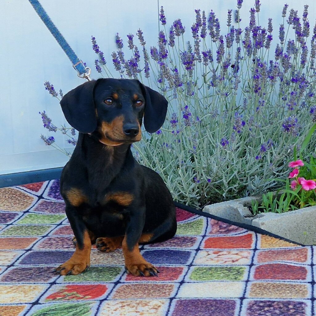 Dackel mit Lavendel im Garten