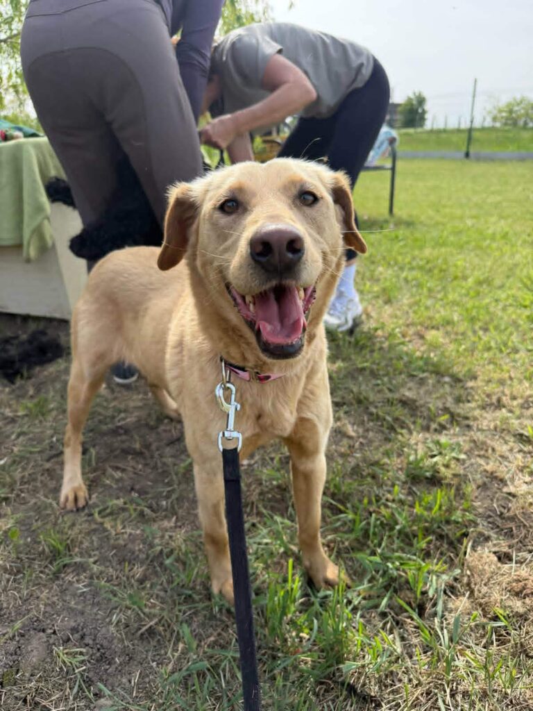 Glücklicher Hund mit Leine