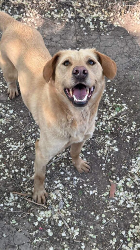 Glücklicher Hund mit offenem Mund