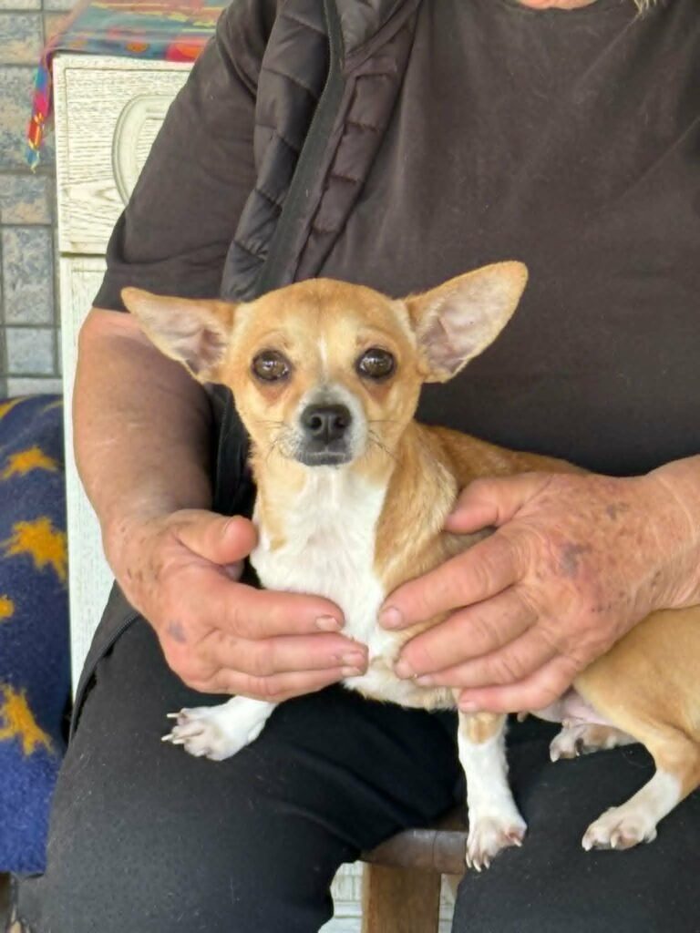 Kleiner Chihuahua in Armen