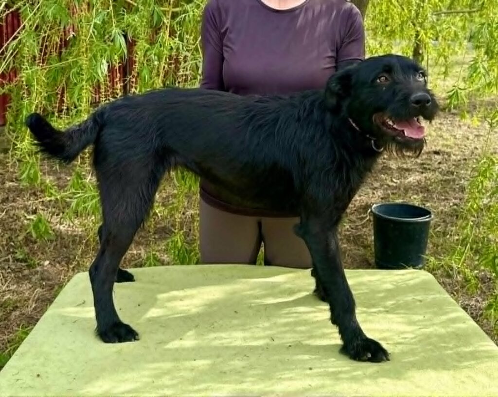 Schwarzer Hund auf Tisch