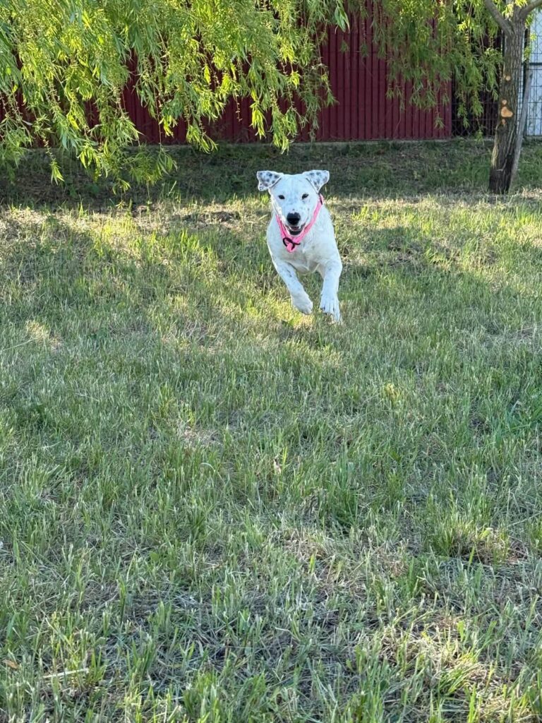 Hund rennt im Gras