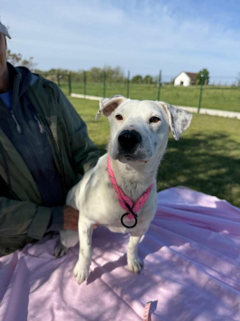 Weißer Hund mit rosa Halsband