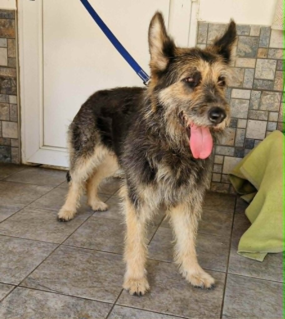 Jagdterrier Mischling auf Leine