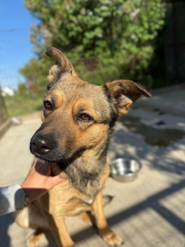 Brauner Hund mit aufgestellten Ohren