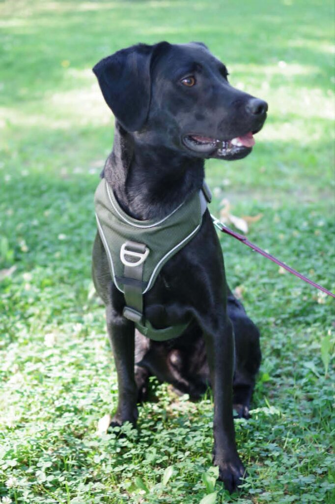Schwarzer Hund im Geschirr