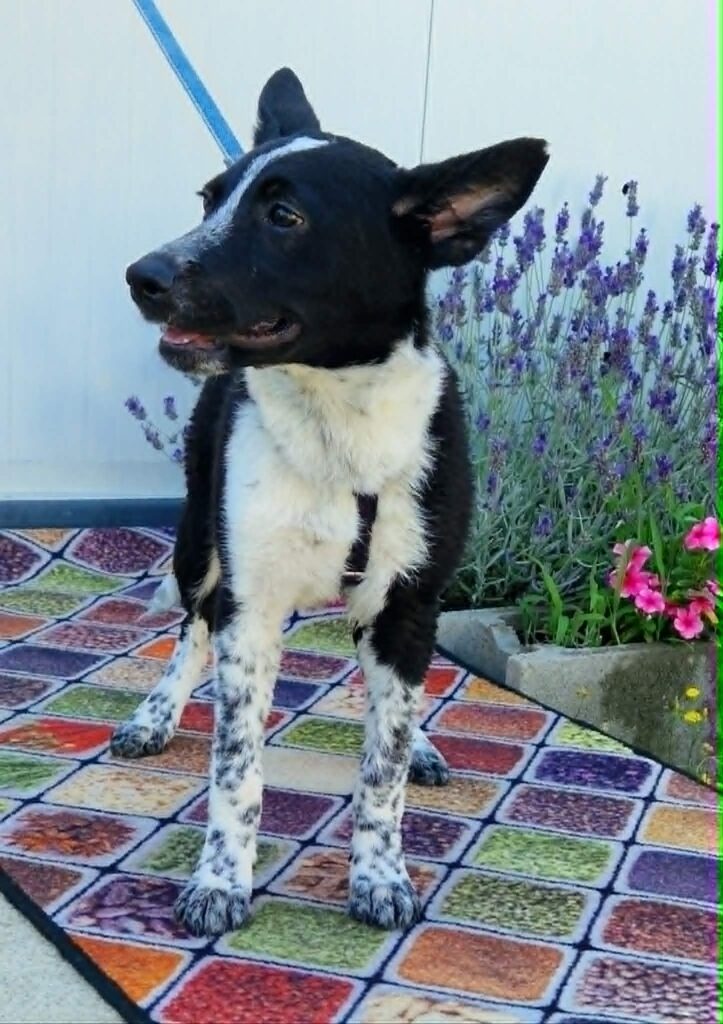 Schwarzer Hund mit weißen Flecken