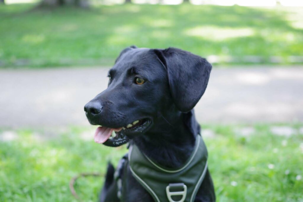 Schwarzer Hund im Grünen