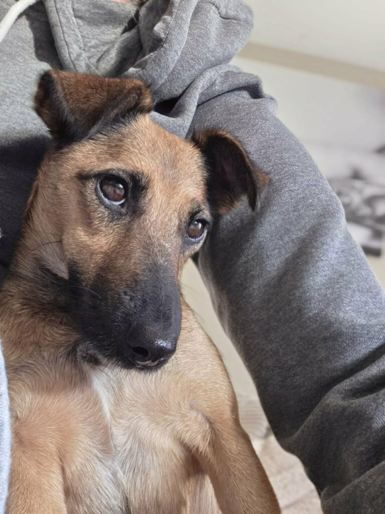 Brauner Hund schaut traurig