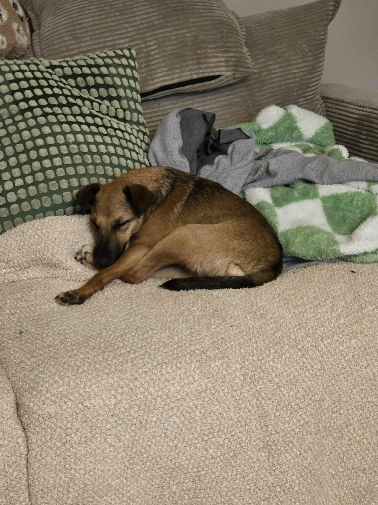 Schlafender Hund auf Sofa