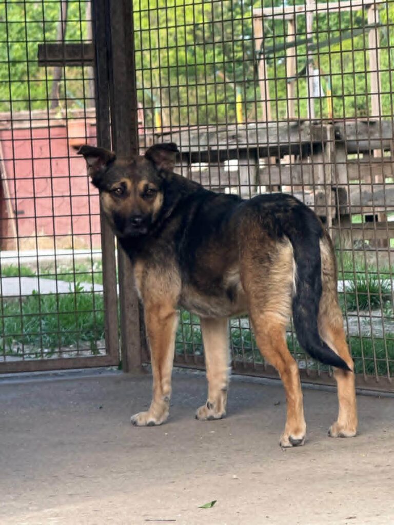 Schäferhund Mischling im Zwinger