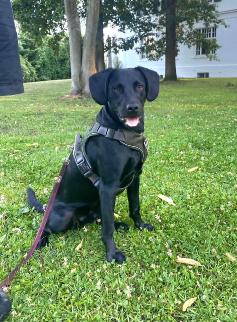 Schwarzer Hund im Geschirr