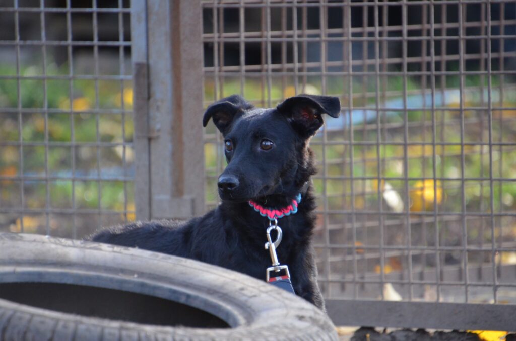 Schwarzer Hund mit Halsband