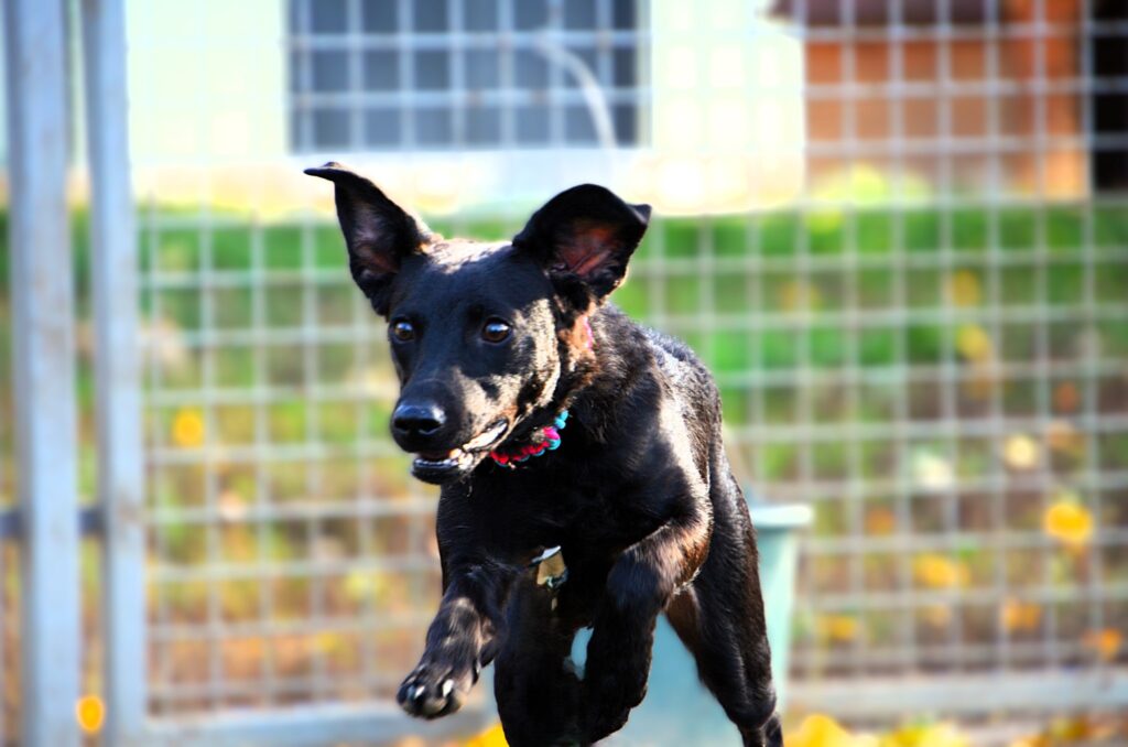 Schwarzer Hund im Sprung