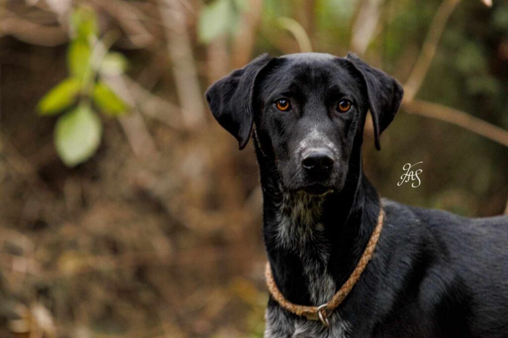 Schwarzer Hund im Freien