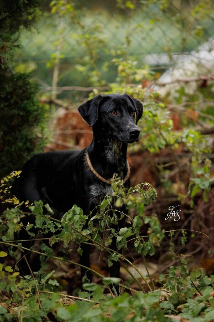 Schwarzer Hund in Büschen