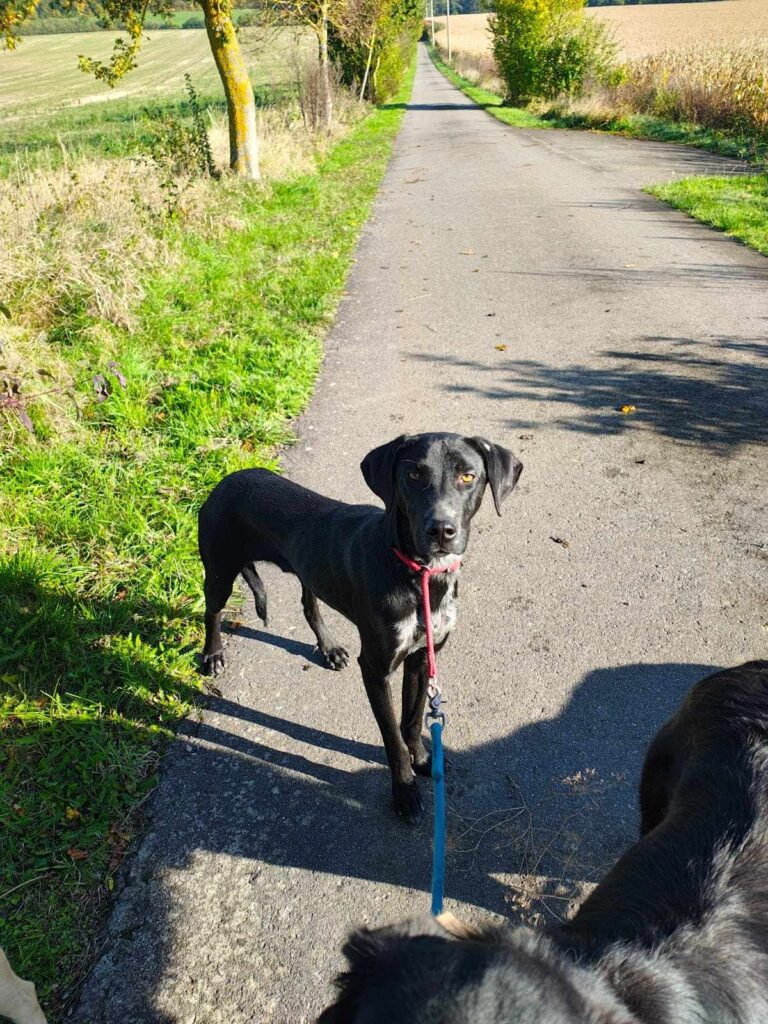 Schwarzer Hund spaziert