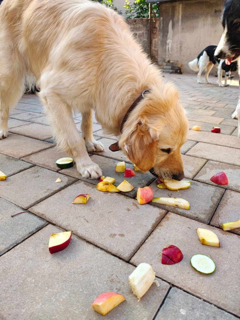 Golden Retriever frisst Äpfel