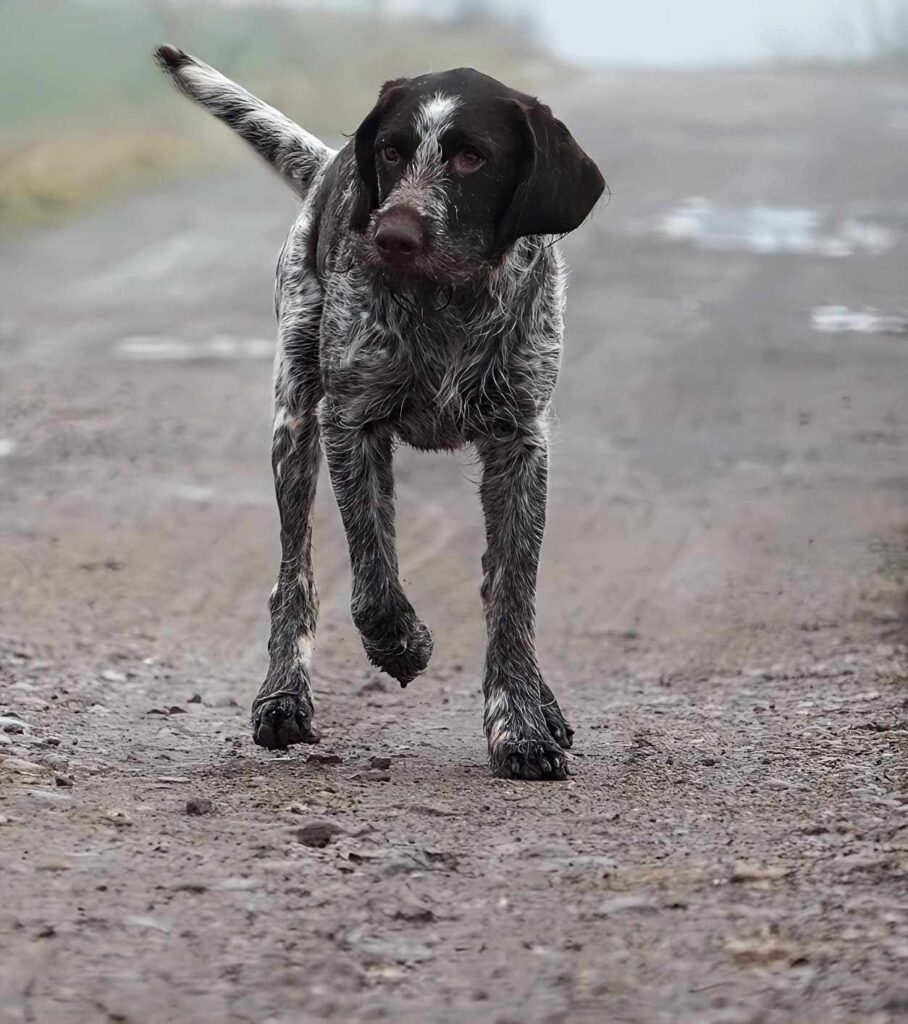 Jagdhund auf Feldweg