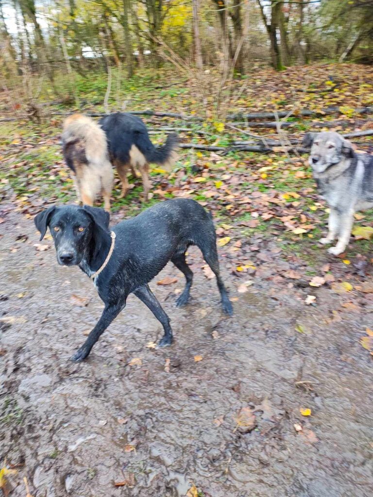 Hunde im Wald, matschig